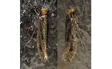 Niditinea striolella
