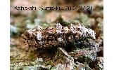 Gen. sp.