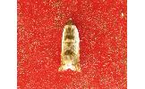 Gen. sp.