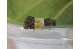 Epinotia Epinotia