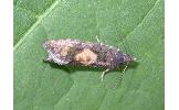 Epinotia Epinotia