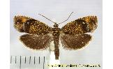 Pseudohedya Pseudohedya