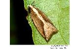 Rhopobota sp.
