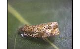 Neostatherotis Neostatherotis