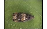 Olethreutes Olethreutes