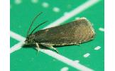 Pammene adusta