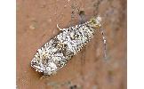 Celypha sp.