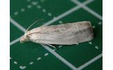 Eucosma Eucosma