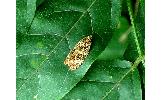 Phaecasiophora Phaecasiophora