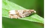 Epinotia Epinotia