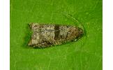 Rhopobota Rhopobota