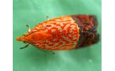 Loboschiza koenigiana