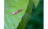 Ancylis Ancylis