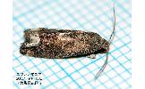 Epiblema Epiblema