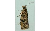 Gen. sp.