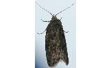 Cryptaspasma trigonana