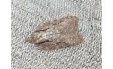 Acleris Acleris