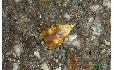 Acleris Acleris