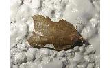 Acleris Acleris