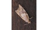 Acleris Acleris