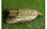 Acleris Acleris