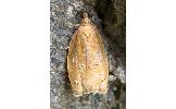 Acleris Acleris