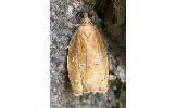 Acleris Acleris