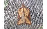 Acleris Acleris