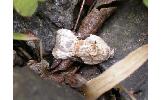 Acleris Acleris