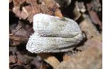 Acleris Acleris