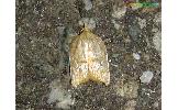 Acleris Acleris