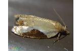 Acleris Acleris