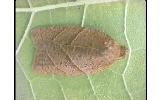 Acleris Acleris