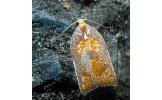 Acleris Acleris