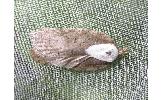 Acleris Acleris