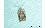 Acleris Acleris