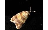 Acleris Acleris