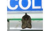 Acleris Acleris