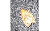 Acleris Acleris