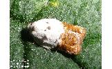 Acleris Acleris