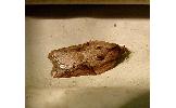 Acleris Acleris