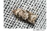 Cnephasia Cnephasia