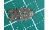 Acleris Acleris