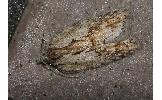 Acleris Acleris