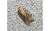 Acleris Acleris