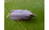 Acleris Acleris