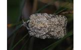 Acleris sp.