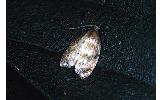 Acleris Acleris