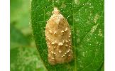 Acleris Acleris