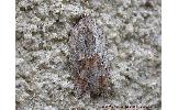 Acleris sp.